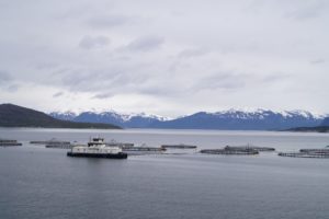 鮭って危険 チリ ノルウェー養殖サーモンあなたが知るべき真実