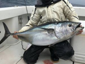 カツオとマグロの違いって知ってる 見た目や栄養面からご説明