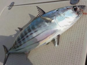 カツオとマグロの違いって知ってる 見た目や栄養面からご説明