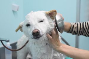 犬を洗う場所は自宅だけ 今はセルフウォッシュが熱いんです