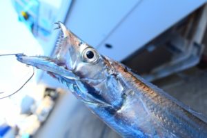 太刀魚は青魚 白身魚 どっち さばき方からレシピまで丸ごと紹介 これちょっと気になる