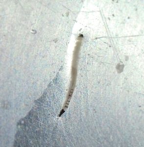 風呂場に出没する虫が気持ち悪い 細長い虫の正体は 発生源はどこ これちょっと気になる
